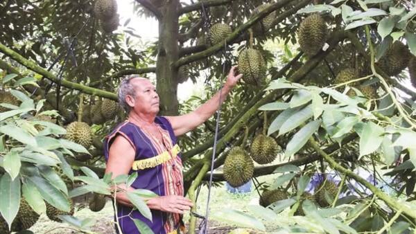 LAN TỎA PHONG TRÀO LÀM KINH TẾ GIỎI TRONG VÙNG ĐỒNG BÀO DÂN TỘC THIỂU SỐ