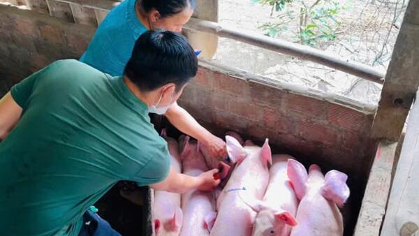 AN PHÚ TRIỂN KHAI TIÊM PHÒNG VẮC XIN PHÒNG, CHỐNG DỊCH BỆNH TRÊN ĐÀN VẬT NUÔI